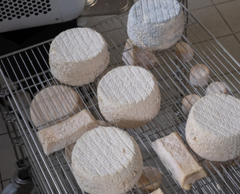 Gereifte Double Cendre und andere